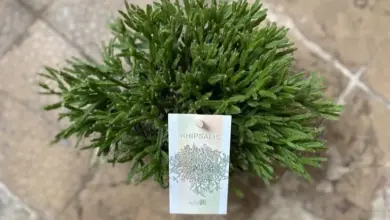 Zelená rostlina rhipsalis s popiskem na dlažbě.