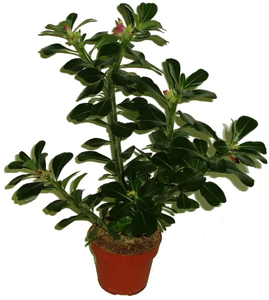 Adenium v hrnci s tmavě zelenými listy a růžovými pupeny.