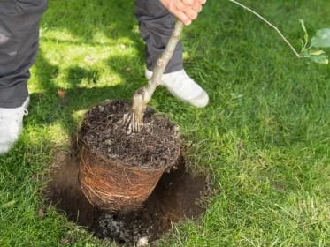 Osazování mladého stromku do připravené jámy.