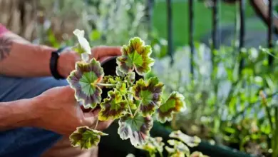 Ruce drží hrnec s pelargonií venku v zahradě.