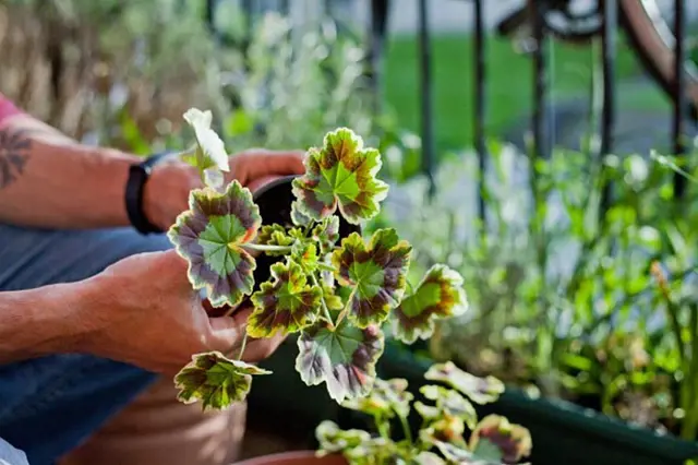 Ruce drží hrnec s pelargonií venku v zahradě.