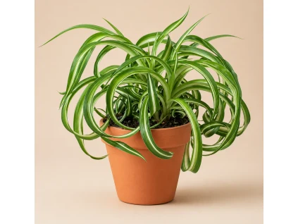 Zelená rostlina Chlorophytum v hnědém květináči na neutrálním pozadí.