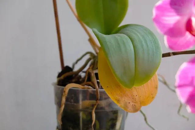 Žloutnoucí list orchideje s skvrnami jako příznak nemoci.