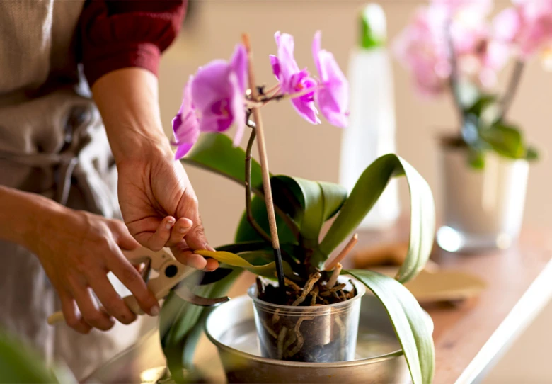 Osoba řezá mini orchidej falerenu doma v interiéru.