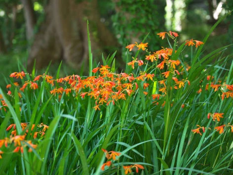 Oranžové květy crocosmie rostoucí na otevřeném poli v zahradě.