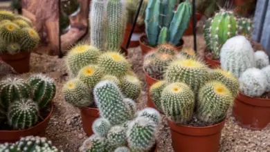 Potted cacti in pots
