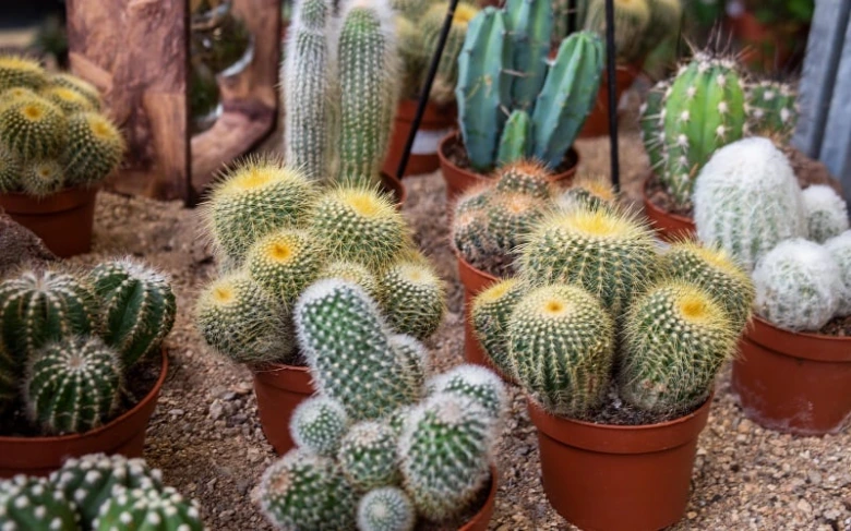 Potted cacti in pots