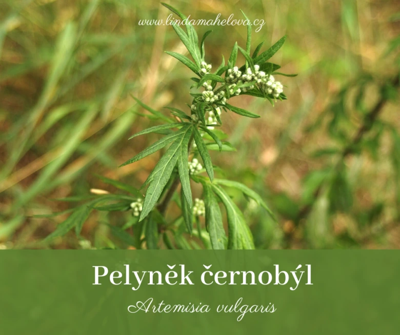 Pelyněk černobyl s listy a květy v přírodě