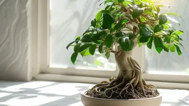 Zdravý ficus bonsai v květináči na okenním parapetu.