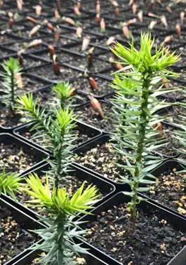 Araucaria seedlings in trays