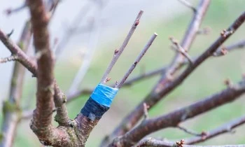 Ořezaný strom s modrou páskou na řezu pro péči o rostlinu.