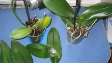 Dvě orchideje v květináčích s poškozenými listy na modrém povrchu.