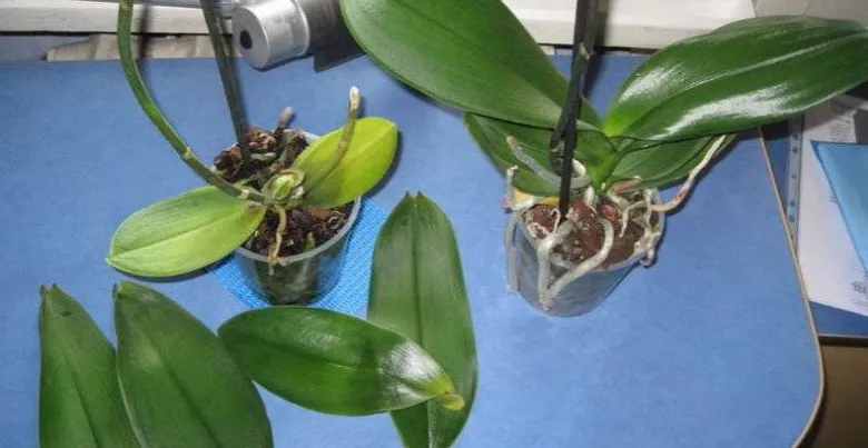 Dvě orchideje v květináčích s poškozenými listy na modrém povrchu.