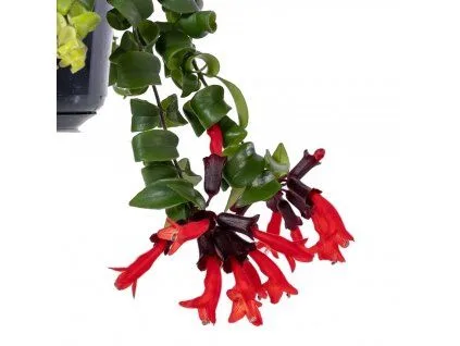 Pokojová rostlina Eschinanthus s červenými květy a zeleným listím.