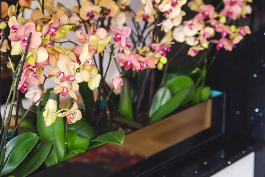Květy a listy zdravé orchideje v květináči