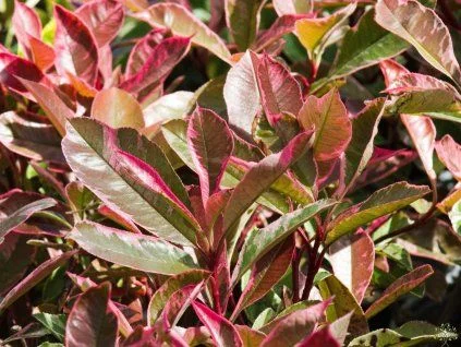 Detailní záběr na listy rostliny Photinia s červenými a zelenými barvami.