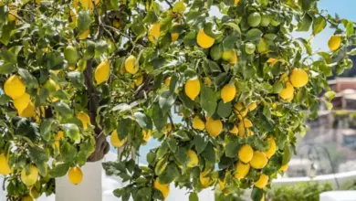 Strom s citrony na okraji terasy