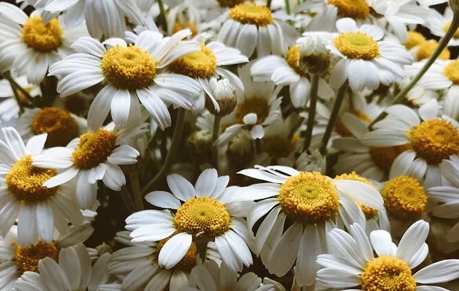 Edible chamomile flowers