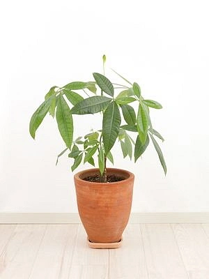 Pachira plant in pot