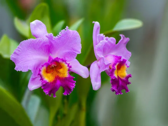 Dvě fialové orchideje s žlutým hrdlem na zeleném pozadí.