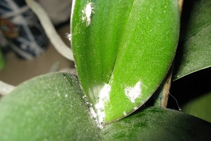 Orchidej s lepkavou šťávou a pavučinami na listech.