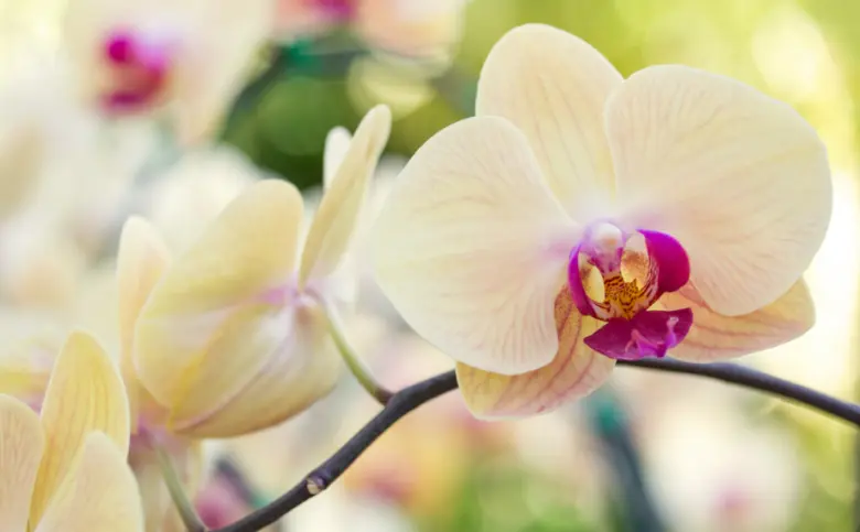 Žlutá orchidej phalaenopsis v plném květu na tmavé větvi.