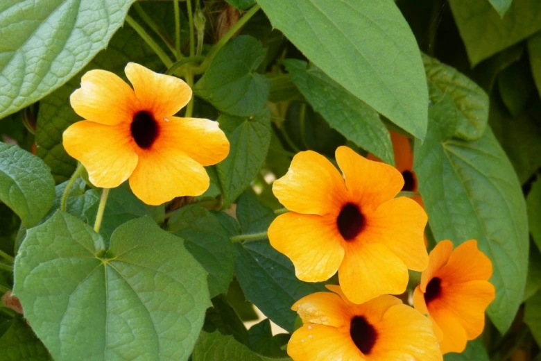 Žluté květy rostliny Thunbergia s tmavým středem mezi zelenými listy.