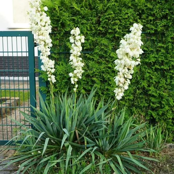 Yucca v květu s bílými květy před zeleným plotem.