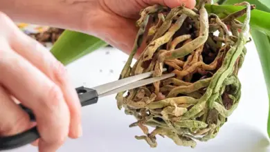 Ořezávání suchých kořenů dendrobium nůžkami po odkvětu.