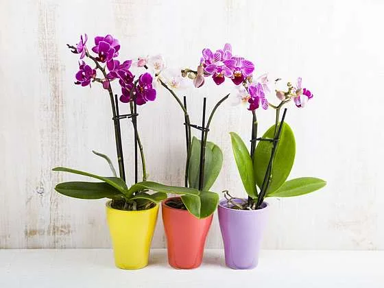 Tři malé fialové orchideje v barevných hrncích na bílém pozadí.
