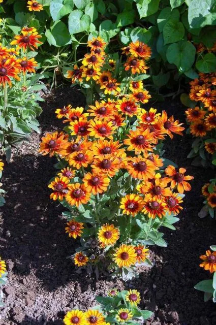 Jasně oranžové květy rudbeckie rostoucí v zahradním záhonu.