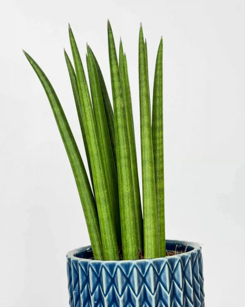 Sansevieria cylindrica rostlina v modrém květináči na bílém pozadí.