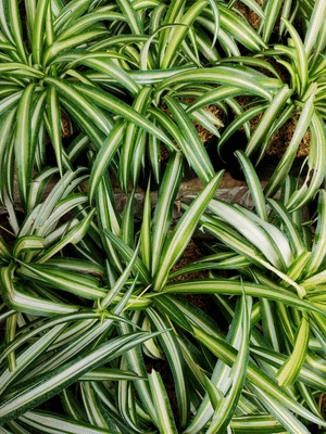 Spider plant close-up
