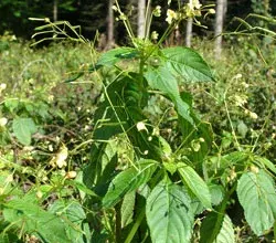 Touch-me-not plant
