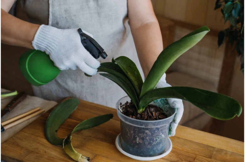 Osoba zavlažuje orchidej s viditelnými vzdušnými kořeny v průhledném hrnci.