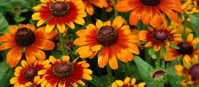 Rudbekie v plném květu s oranžovými a červenými okvětními lístky.