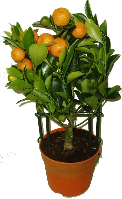 Potted mandarin tree with fruit