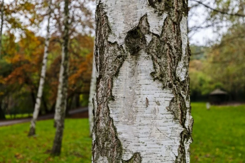 Bílý kmen břízy s charakteristickou odlupující se kůrou v podzimu.