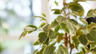 Zelená rostlina ficus benjamina s okraji listů v interiéru.