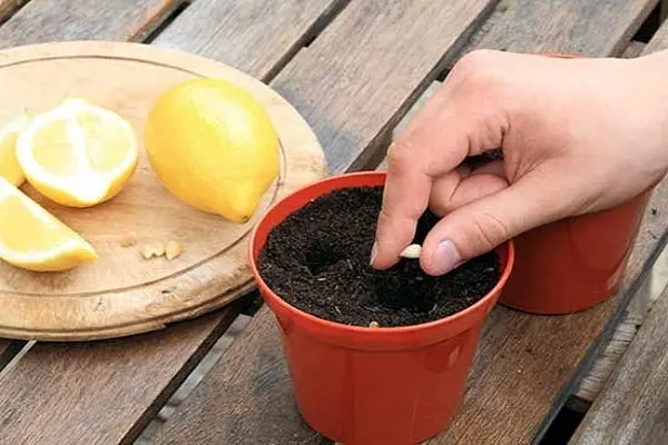 Ruka sází semínko citronu do hrnce se substrátem vedle kousků citrónu.
