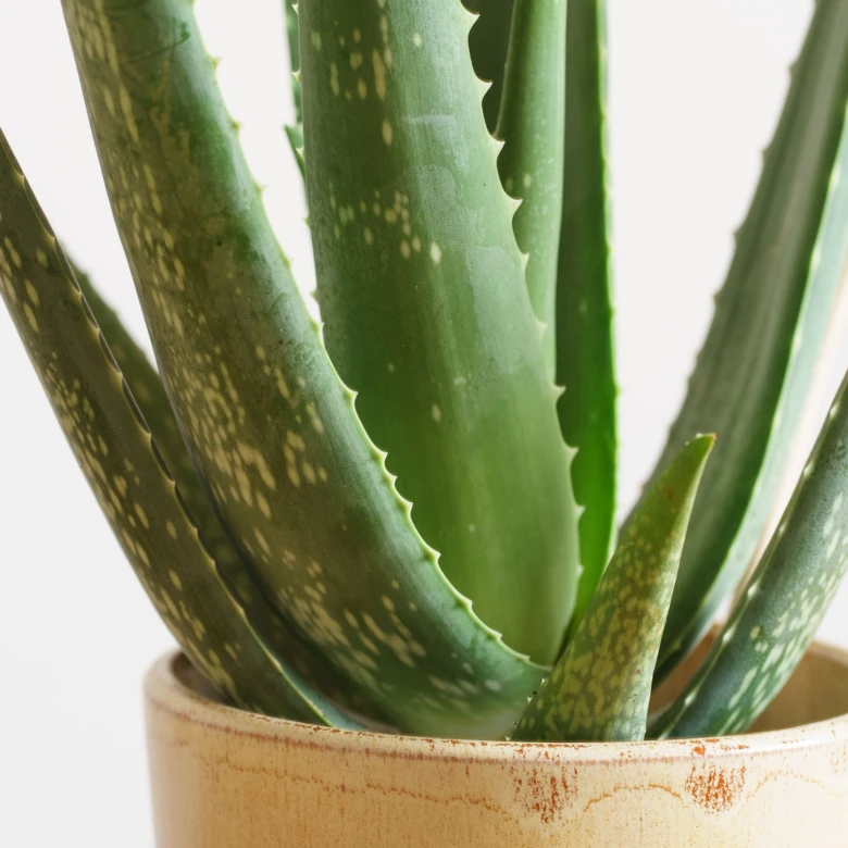 Zelená rostlina Aloe Vera v keramickém květináči s bílými skvrnami.