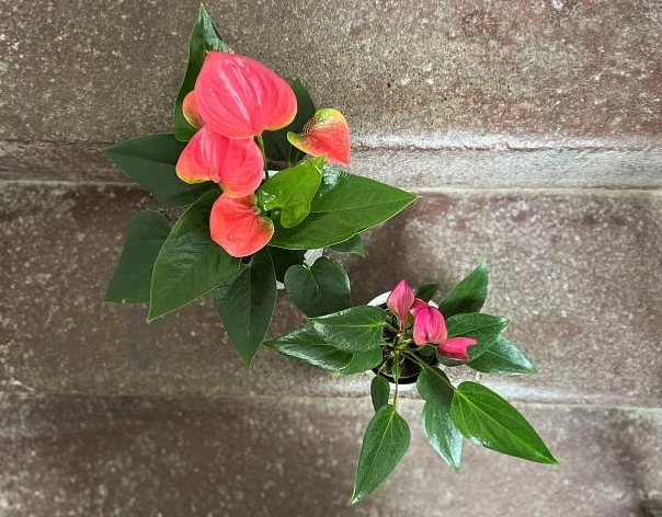 Dvě kvetoucí rostliny Anthurium s jasně růžovými květy na betonu.