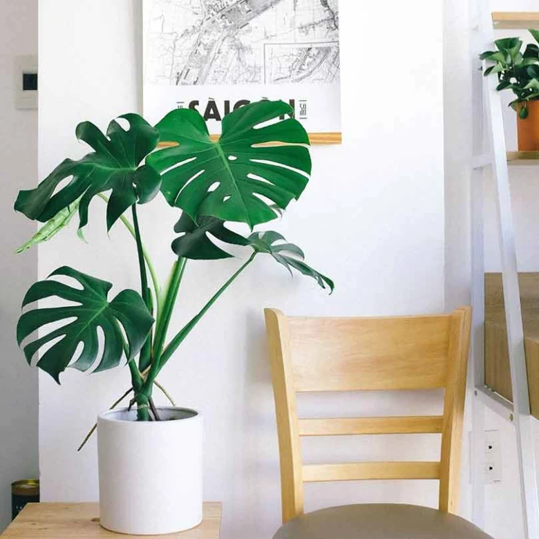 Velká monstera v květináči jako příklad velké pokojové rostliny.