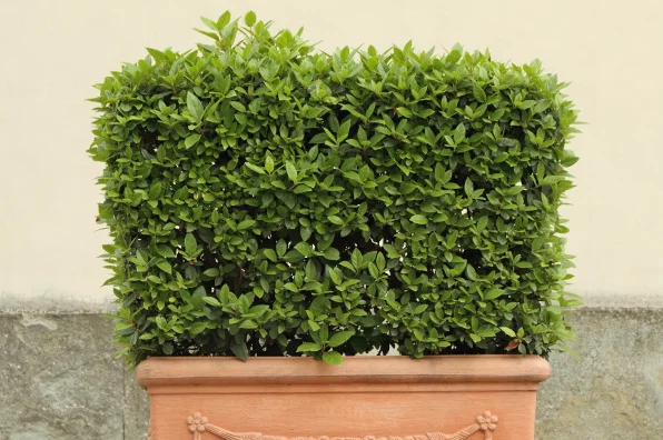 Boxwood hedge in pot