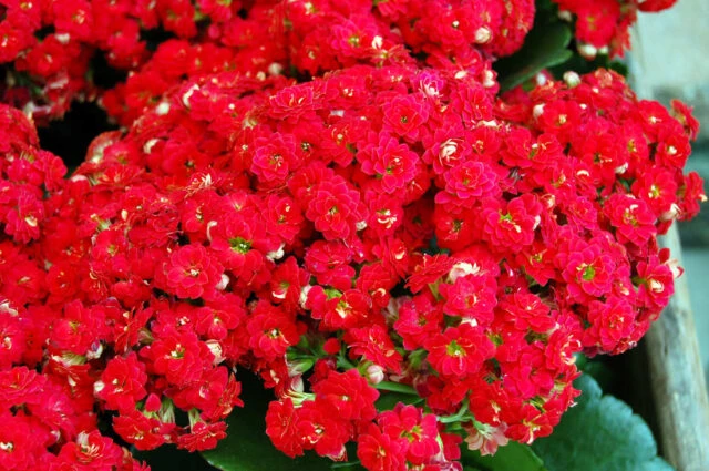Kalanchoe kvetoucí s hustým svazkem červených květů.