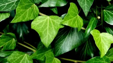 Detailní fotografie zelených listů břečťanu s výraznými žilkami.