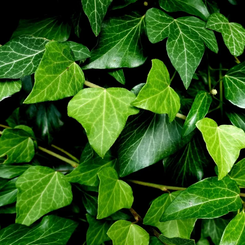 Detailní fotografie zelených listů břečťanu s výraznými žilkami.