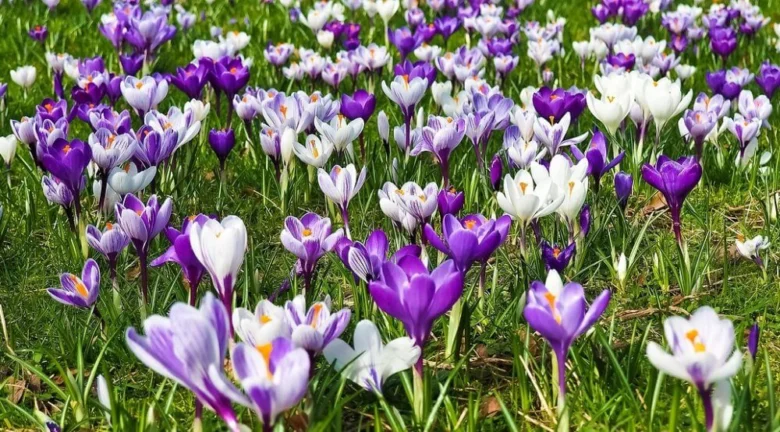 Fialové a bílé krokusy kvetoucí na zelené trávě