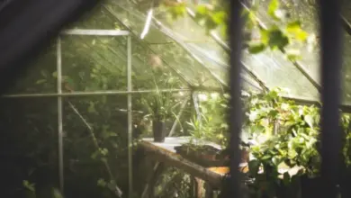 Skleník plný rostlin vhodných pro pěstování doma i v zahradě.