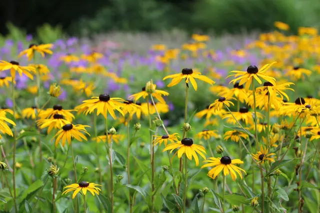 Žluté květy Rudbeckie v plném rozkvětu na pozadí zelených listů.